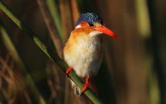 pygmy kingfisher